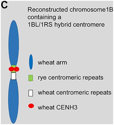 Corrigendum: Only the Rye Derived Part of the 1BL/1RS Hybrid Centromere Incorporates CENH3 of Wheat